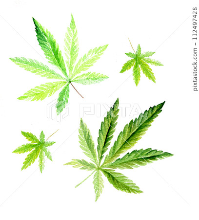 Set of green cannabis indica leaves painted in watercolor. Hand drawn marijuana illustration isolated on white  112497428