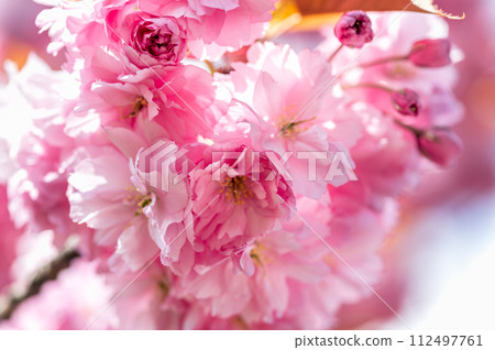 Sakura flowers, cherry blossom Sakura flowers, cherry blossom 112497761