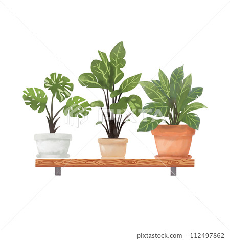 House plant in pot on shelf for decorations. House plant in pot on shelf for decorations. 112497862