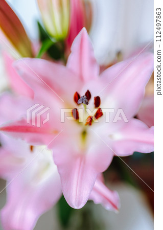 lily flower closeup pink color lily flower closeup pink color 112497863