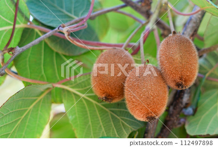 Kiwi tree with fruit and leaves in the sun 112497898
