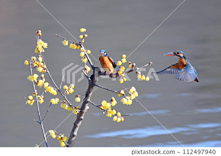 Male and female kingfishers. The female is on the right. 112497940