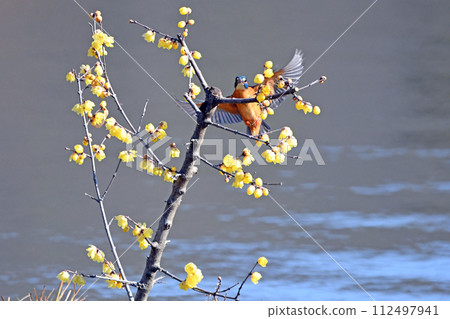 A kingfisher perches on a wax plum tree. 112497941