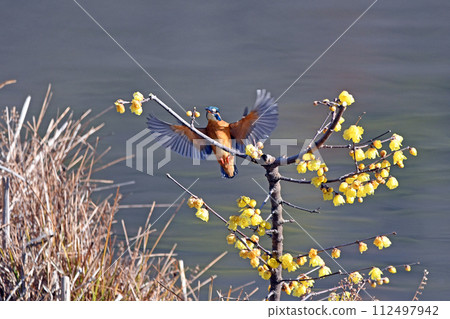 A kingfisher spreads its wings and sits on a perch on a plum tree. 112497942