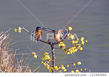 翠鳥夫婦打架。 ？ 112497944
