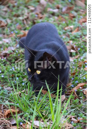 A scene of a black cat finding something while walking on fallen leaves in a thicket. 112498005
