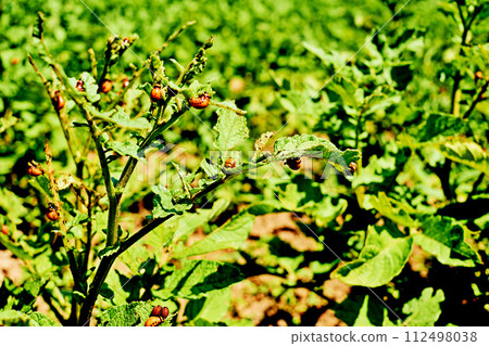 Plant pests Colorado potato beetles Plant pests Colorado potato beetles 112498038