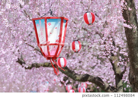 Nagoya Castle Cherry Blossom Festival (Nagoya Castle, Nagoya City, Aichi Prefecture) 112498084