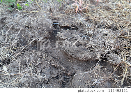Mole: hole dug underground 112498131
