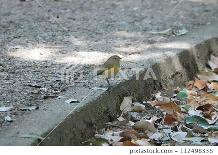 雌性紅尾鴝。 112498338