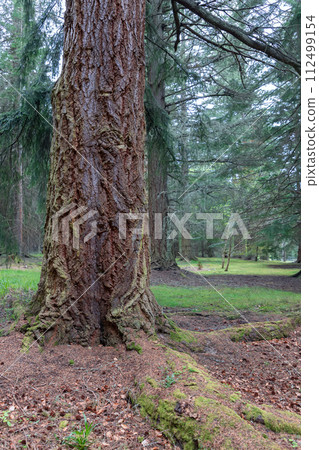 In serene Scottish woodlands, a robust tree with textured bark and mossy roots 112499154