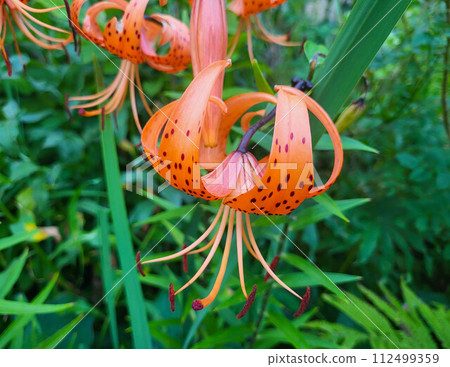 Beautiful big orange tiger lilies on a green urban flower bed on a summer day Beautiful big orange tiger lilies on a green urban flower bed on a summer day 112499359
