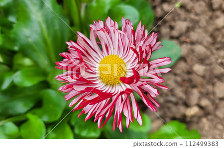 Red and white perennial daisy, one on a green background of leaves Red and white perennial daisy, one on a green background of leaves 112499383