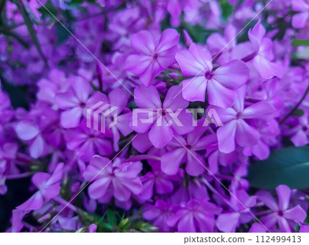 Beautiful lilac flowers phlox paniculate variety The Pride of Russia 112499413