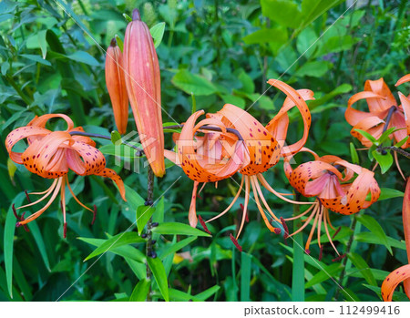 Beautiful big orange tiger lilies on a green urban flower bed on a summer day. Beautiful big orange tiger lilies on a green urban flower bed on a summer day. 112499416
