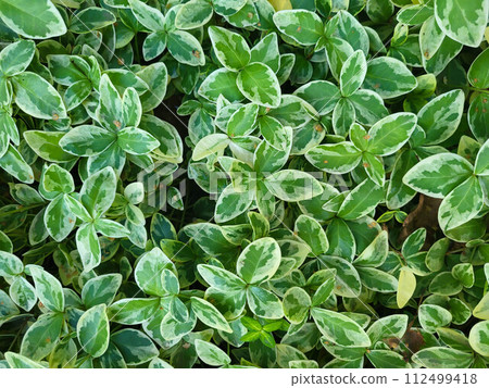 Spring background of periwinkle flower leaves small green with white alba variegata. Spring background of periwinkle flower leaves small green with white alba variegata. 112499418