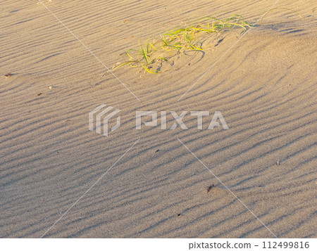 秋天的夜光照亮的中田島沙丘上的沙波紋 112499816