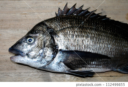The face of a black sea bream on the shore of the Manazuru Peninsula The face of a black sea bream on the shore of the Manazuru Peninsula 112499855