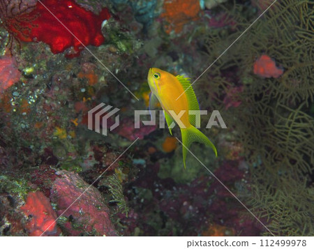 Violet nagahanadai♀ Violet nagahanadai♀ 112499978