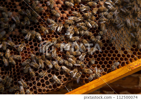 Working bees in a hive on honeycomb. Bees inside hive with sealed and open cells for their young.. 112500074