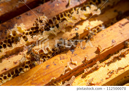 Open hive showing the bees swarming on a honeycomb.. Open hive showing the bees swarming on a honeycomb.. 112500078