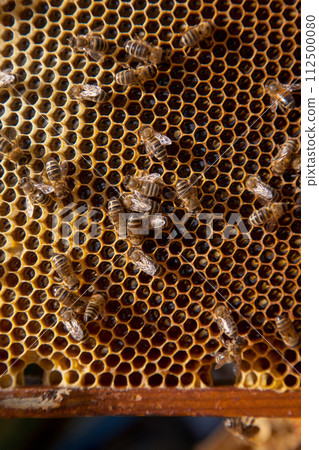 Working bees on the yellow honeycomb with sweet honey.. Working bees on the yellow honeycomb with sweet honey.. 112500080