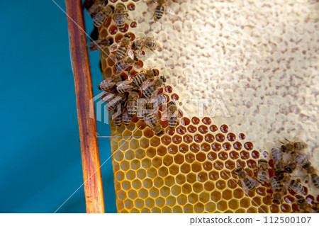 Working bees on the yellow honeycomb with sweet honey.. 112500107