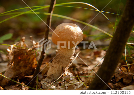 Close up view of brown cap boletus growing in forest.. 112500135