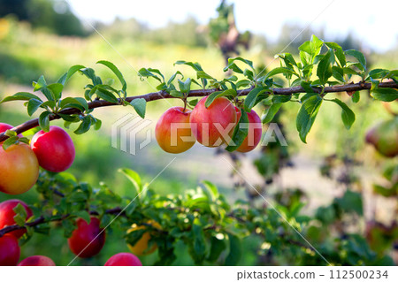 Ripe cherry plum berries in the garden on a tree. Growing cherry plums in a orchard.. Ripe cherry plum berries in the garden on a tree. Growing cherry plums in a orchard.. 112500234