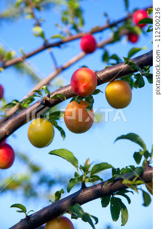 Ripe cherry plum berries in the garden on a tree. Growing cherry plums in a orchard.. 112500236