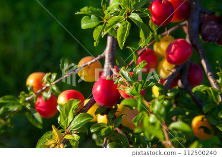 Ripe cherry plum berries in the garden on a tree. Growing cherry plums in a orchard.. 112500240