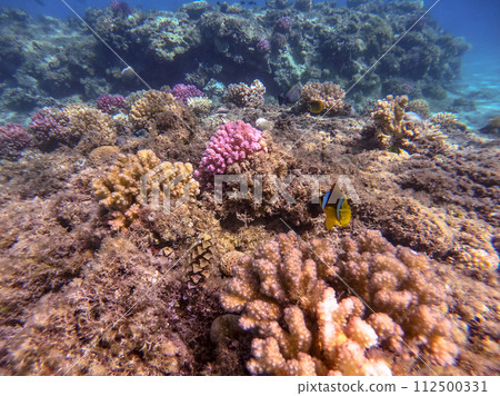 Clown fish or amphiprion bicinctus (Amphiprion Inae)at coral reef.. Clown fish or amphiprion bicinctus (Amphiprion Inae)at coral reef.. 112500331