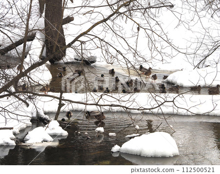 Ducks on the bank of the river. Winter landscape with ducks. Ducks on the bank of the river. Winter landscape with ducks. 112500521