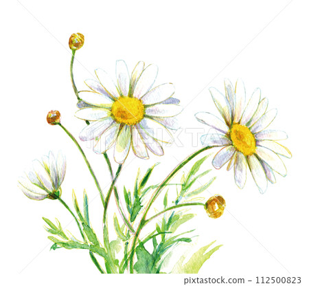 Watercolor illustration Margaret flower Watercolor illustration Margaret flower 112500823