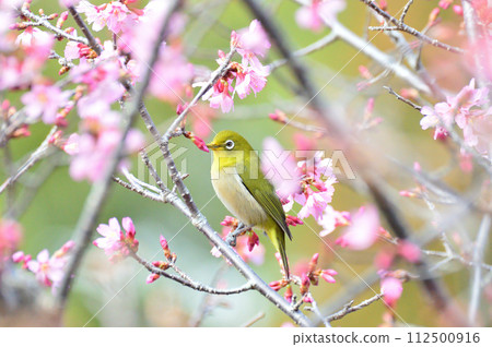 Okame Sakura and White-eye Okame Sakura and White-eye 112500916