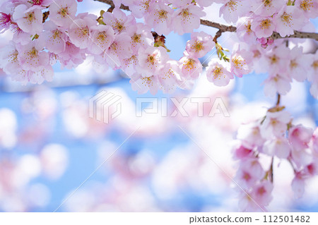 在藍天的櫻花後面 112501482