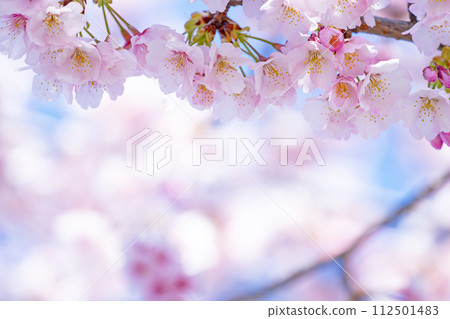 在藍天的櫻花後面 在藍天的櫻花後面 112501483