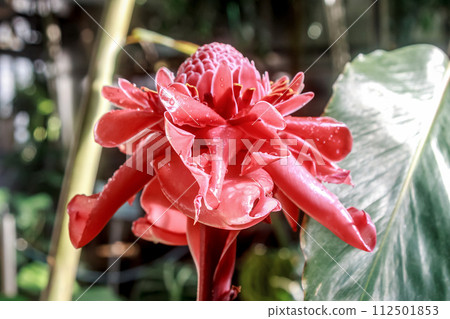 Torch ginger, a member of the Zingiberaceae family and genus Etringella, is native to tropical Asia. Torch ginger, a member of the Zingiberaceae family and genus Etringella, is native to tropical Asia. 112501853