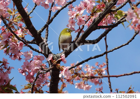 Cherry blossoms and white-eye Kawazu cherry blossoms 112502091
