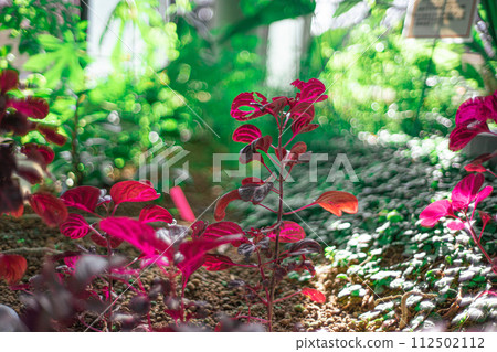 Red leaves Red leaves 112502112