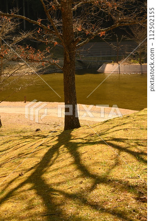 big shadow of a big tree big shadow of a big tree 112502155
