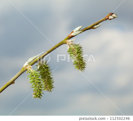 Macro of Flowering willow twig 112502246