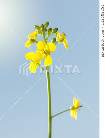 Wild yellow flowering herb Wild yellow flowering herb 112502253