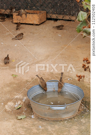 Sparrows drink water from a metal basin in a zoo. Vertical photo. Sparrows drink water from a metal basin in a zoo. Vertical photo. 112502408