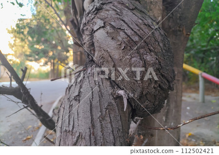 A crooked trunk of a small tree that has grown with pathology due to some unfavorable situations. Damage to the internal mental and external state in the course of life A crooked trunk of a small tree that has grown with pathology due to some unfavorable situations. Damage to the internal mental and external state in the course of life 112502421