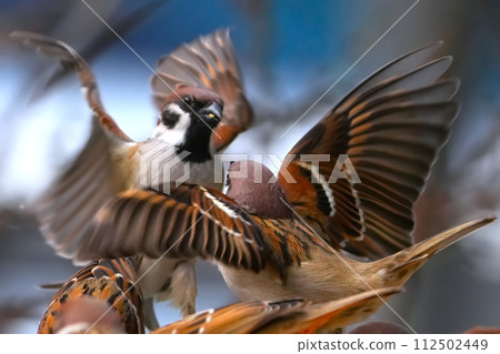 Landscape with sparrows 112502449