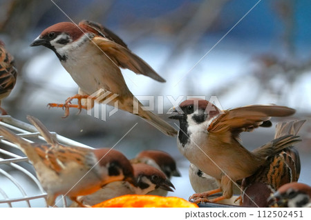 Landscape with sparrows Landscape with sparrows 112502451