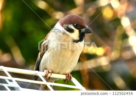 Landscape with sparrows 112502454