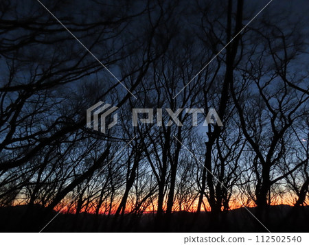 冬天的高見山（森林地帶的日出） 112502540