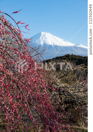 Fuji and plum 112502649